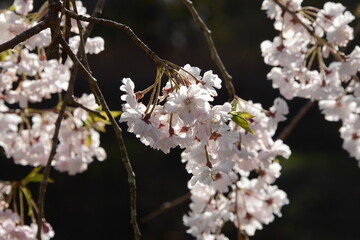 春の陽ざしを浴びて美しく輝く、日本の桜