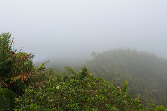 Rain Forest In The El Yunque National Forest, Puerto Rico