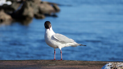 black headed gull