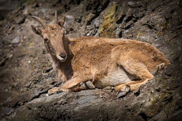 mountain goat portrait in mouintain