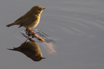 Mosquitero común 