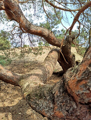 Cuda natury.  © WalDec