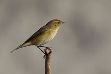 Mosquitero común 