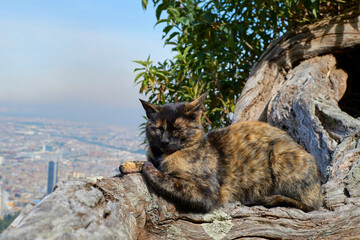 Obraz premium brown cat in viewpoint of Bogota