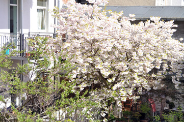 Urban backyard scene with flowering cherry trees in spring