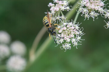 Wasp on a white wildflower on a blurred natural background.