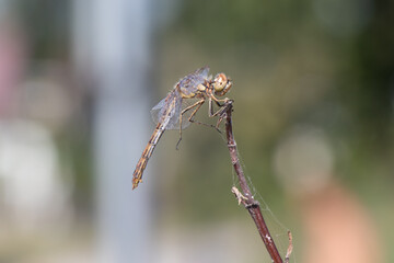 dragonfly on a branch