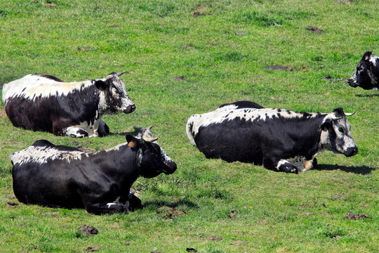 Des vaches vosgiennes, race vosgienne