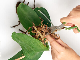 Woman transplanting orchid at home