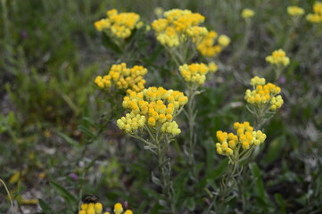 Closeup Helichrysum arenarium known as dwarf everlast with blurred background in summer garden