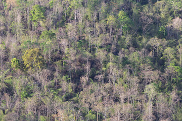Fototapeta premium Summer forest surface on the mountains in Thailand, most of the trees have fallen leaves, making forest fires easy to spread.