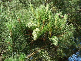 pine tree branch with cones