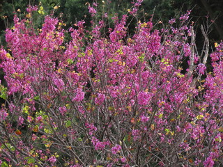 Beautiful blooming pink Judas tree (Cercis European) in spring in Israel close-up.