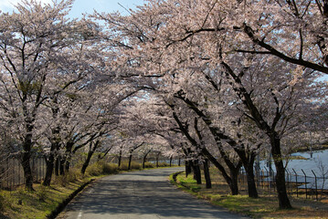 Fototapeta na wymiar 道の両側から桜の枝が伸びて、まるで桜のトンネルのような風景