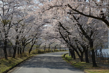 道の両側から桜の枝が伸びて、まるで桜のトンネルのような風景