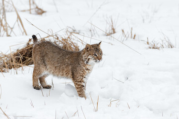 Bobcat (Lynx rufus) Stands in Snow Looking Right Winter