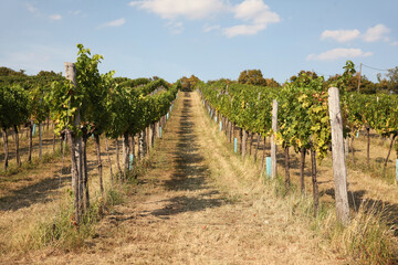 Fototapeta na wymiar Grape trees growing in a vineyard garden, wine industry