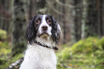 portrait springer spaniel dog sits in the forest on the grass, autumn, day