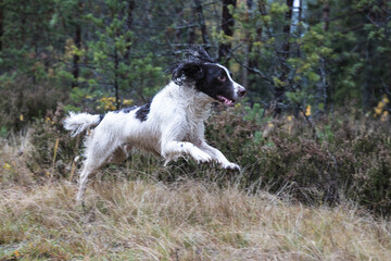 dog, Springer Spaniel, jumping over the grass in the forest, joyful and contented