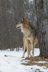 Blood Smeared Grey Wolf (Canis lupus) Stands Next to Tree Looking Left Winter