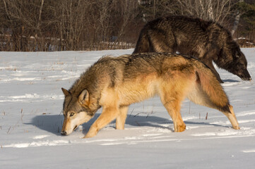 Grey Wolf (Canis lupus) and Black-Phase Cross Paths in Field Winter