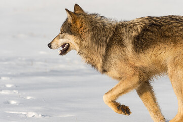 Fototapeta premium Grey Wolf (Canis lupus) Trots Left in Field Winter