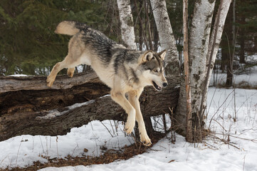 Grey Wolf (Canis lupus) Jumps Down Off Log Winter © hkuchera