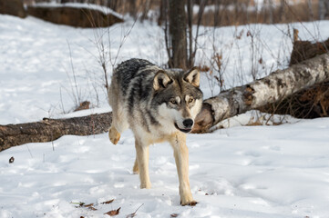 Grey Wolf (Canis lupus) Trots Forward After Jumping Over Log Winter