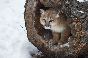 Female Cougar (Puma concolor) Stands Inside Hollow Tree Winter