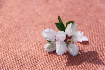 Fototapeta premium Almond tree flower on pink textured surface with text space