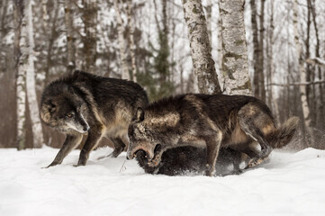 Black Phase Grey Wolf (Canis lupus) Tackles Younger Pack Member Winter