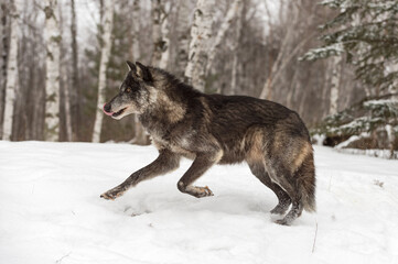 Black Phase Grey Wolf (Canis lupus) Runs Left Licking Chops Winter