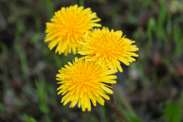 Beautiful dandelions on blurred background, close up