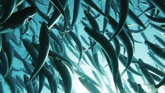Banc de sardine en contre-plong&eacute;e