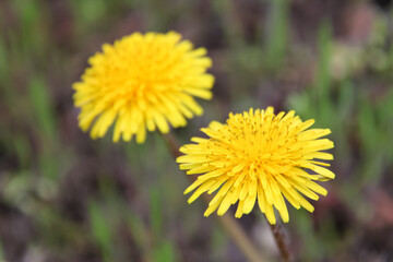 Close up view of dandelions on blurred background with text space