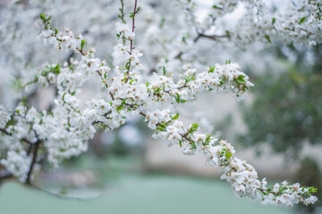 Closeup white flowers under April snow on fruit tree. Amazing spring background.