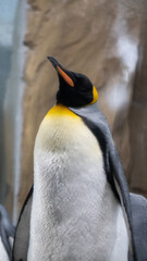 The king penguin looks up