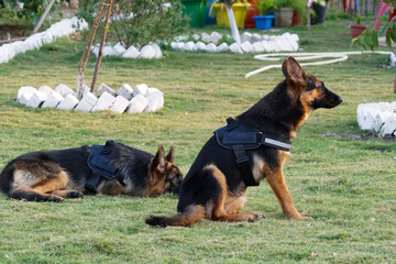 two young german shepherd is under training
