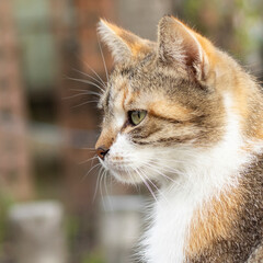 A beautiful homeless cat walks in nature, in the countryside, on the grass. Sunny day, a cat in the shade under a tree. Close-up, blurred bokeh background.