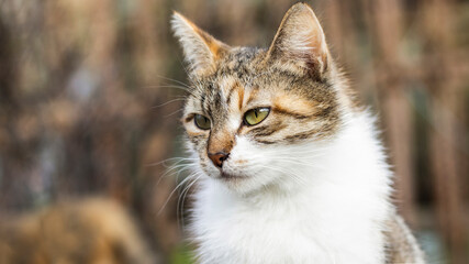 A beautiful homeless cat walks in nature, in the countryside, on the grass. Sunny day, a cat in the shade under a tree. Close-up, blurred bokeh background.