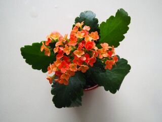 kalanchoe 