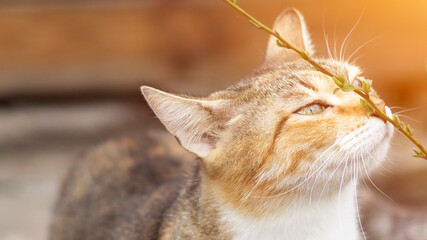 A beautiful homeless cat walks in nature, in the countryside, on the grass. Sunny day, a cat in the shade under a tree. Close-up, blurred bokeh background.