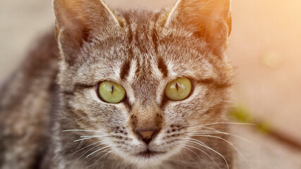 A beautiful homeless cat walks in nature, in the countryside, on the grass. Sunny day, a cat in the shade under a tree. Close-up, blurred bokeh background.