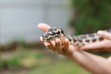 Close-up snake. Snake boa constrictor. Reptile exotic animal.