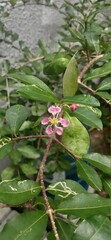 pink and yellow flower