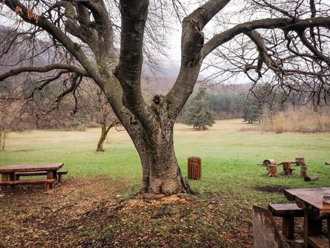 bench in the park
