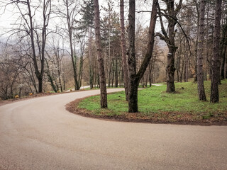 Naklejka premium road in the woods