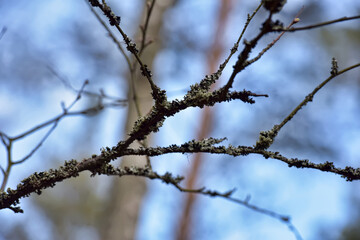 tree branches in the forest covered with moss