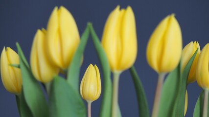 Fototapeta premium żółte tulipany