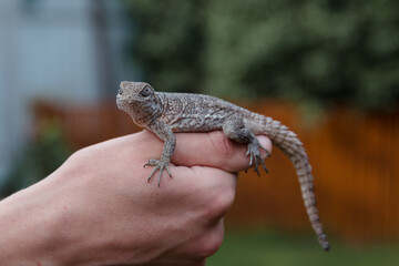 ornate mastigure (Uromastyx ornata) is a species of lizard in the family Agamidae.